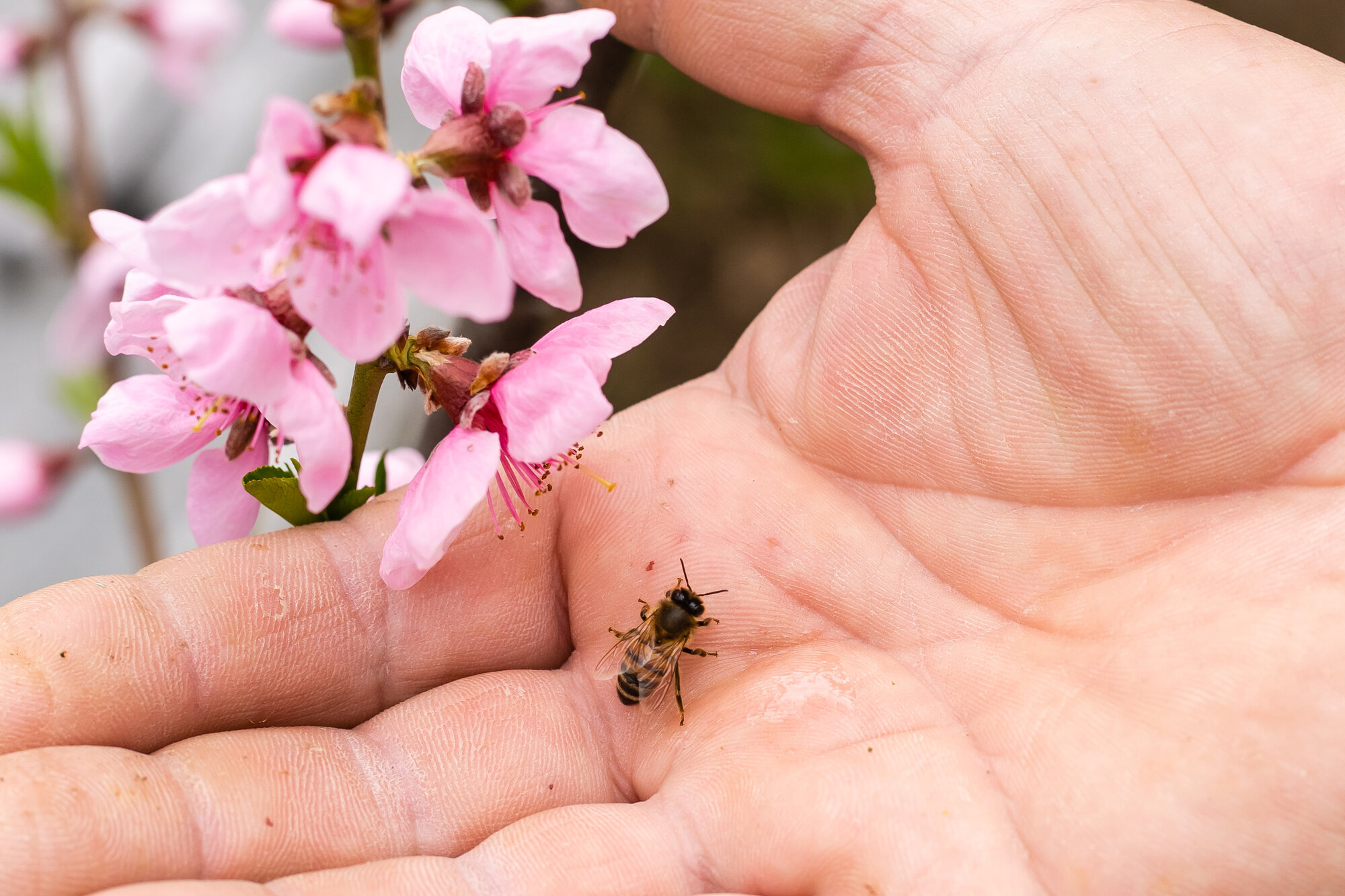 5 Tipps bei Bienenstichen - Michaelis Apotheke