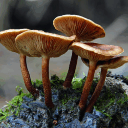 Vier braune Pilze mit gewölbten Hüten wachsen auf einem moosbedeckten Holzstück.